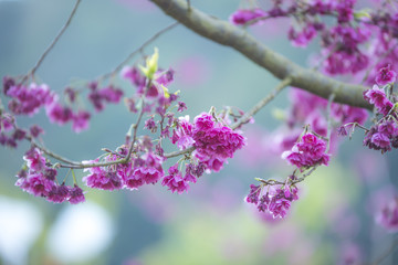 Cerasoides,View Beautiful in Texture background