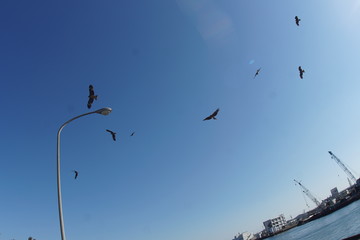 鷹