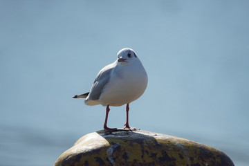 カモメ