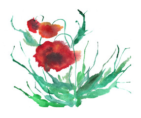 Watercolor flowers poppies