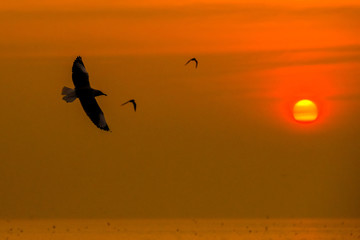 Tranquil scene with seagull flying at sunset