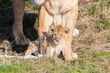 Lioness and cubs, exploring their surroundings