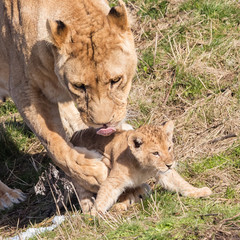 Lioness and cubs, exploring their surroundings