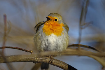 Robin (Erithacus rubecula)
