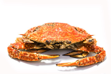 Cooked grill crab isolated on white.