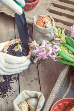 Gardening and planting concept. Woman hands planting hyacinth in ceramic pot. Seedlings garden tools tubers (bulbs) gladiolus and hyacinth flowers pink hyacinth. Toned and processing photo.