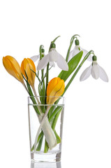 bouquet from crocus  and snowdrops on  isolated on white background