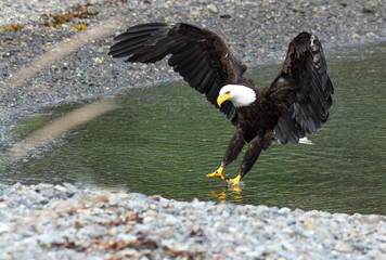 Bald Eagle Landing