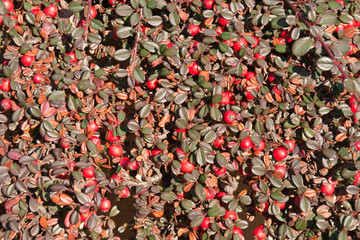 Cotoneaster. Bush of red berries without flowers