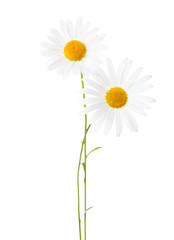 Two Chamomiles (Ox-Eye Daisy )  isolated on white background.