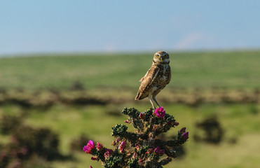Burrowing Owl on Top of a Blooming Cholla Cactus
