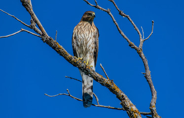 Juvenile Cooper's Hawk Perched on a Branch Looking for Food