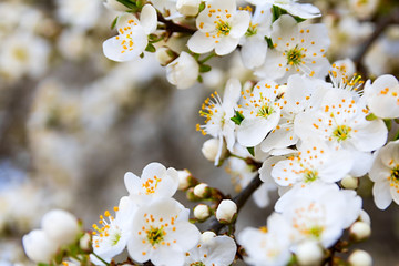 cherry blossom background