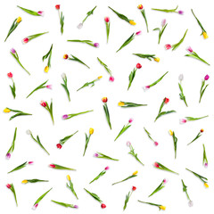 Flat Lay Tulips Isolated