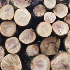 stack of beech logs in closeup