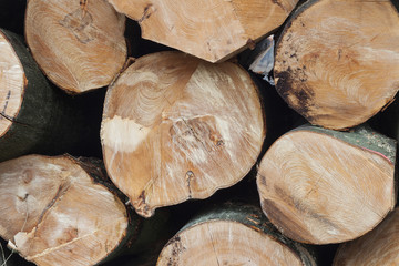 stack of freshly sawn beech logs in closeup