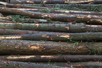 stack of spruce logs