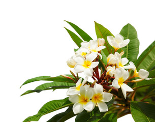 Obraz na płótnie Canvas Branch of tropical white flowers (Plumeria) isolated on white background.