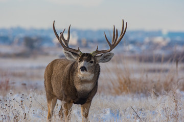 Mule Deer Buck on a Cold Fall Morning