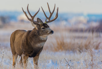 Mule Deer Buck on a Cold Fall Morning