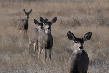 Mule Deer Juveniles in Alignment