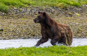 Alaskan Brown Bear Searching for Food Along a River