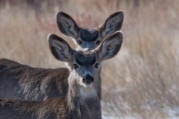 Mule Deer Juveniles in Alignment