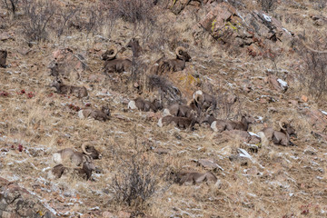 Bighorn Sheep Herd Resting on a Mountainside