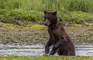 Obraz na płótnie Canvas Alaskan Brown Bear Searching for Food Along a River