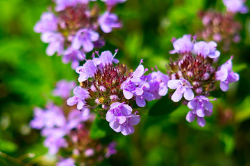 thyme flower close-up