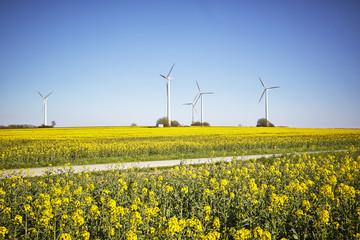 Windräder im Grünen