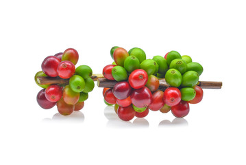 Branches of fresh coffee isolated on white backround