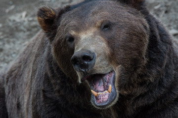 Brown Bear Close Up 