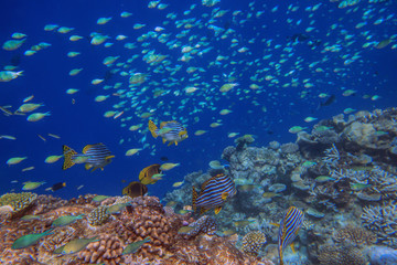Fototapeta na wymiar Variety of colorful fishes in the water column near coral bay beside Maldive islands