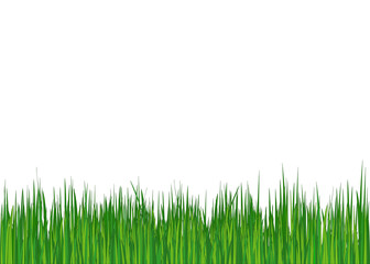 Obraz premium Grass. Summer (spring) background. Vector