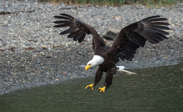 Bald Eagle coming in for a Landing