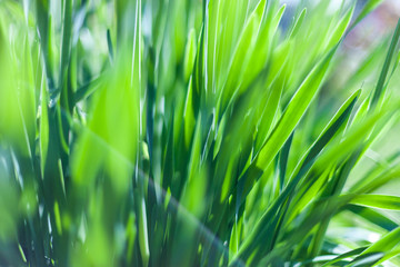 Under the bright sun. Abstract natural backgrounds