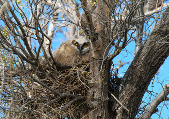 Great Horned Owlet Peeking out of its Nest