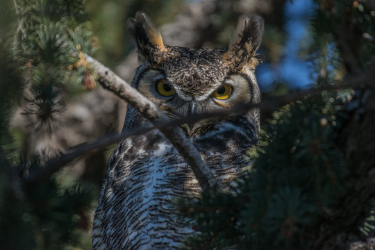 Great Horned Owl Watchful Eyes