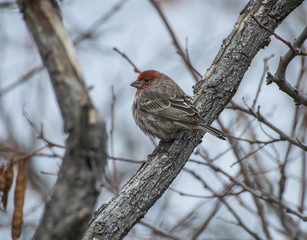 House Finch Perched on a Branch