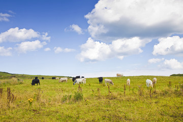 Fototapeta na wymiar Irish cows grazing (Ireland) - image with copy space