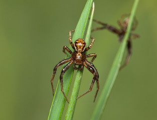 Spider and its grass mate