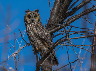 Long-eared Owl 