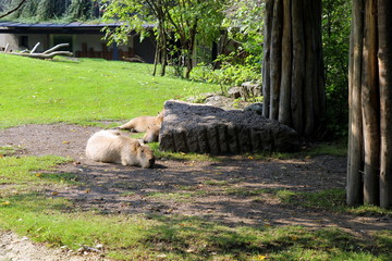 Travel to Vienna, Austria. The sleeping family of capybaras on the grass in the sunny day.