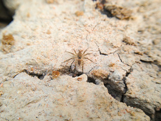 Spider on cracked earth