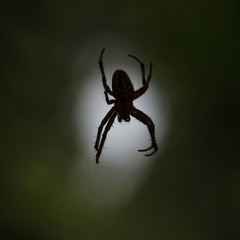 Scary spider