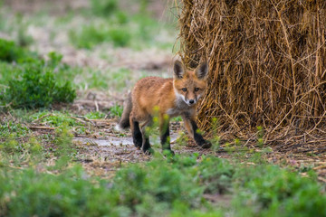 Red Fox Kit