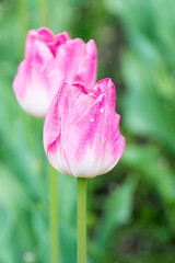 Tulipe rose et blanche sur fond vert. Macro.