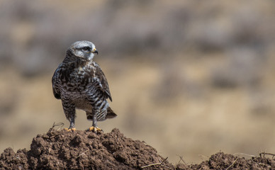 Rough-legged Hawk Alertly Observing Surroundings