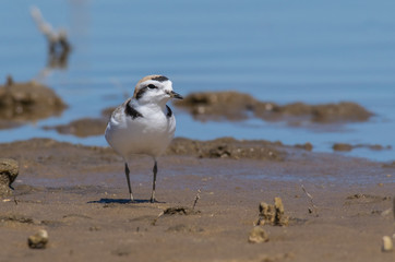 Snowy Plover 